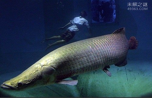 巨型哲罗鲑，最大的淡水鱼