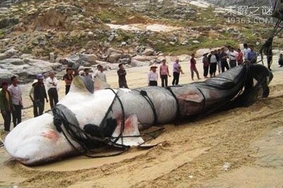 巨型哲罗鲑，最大的淡水鱼