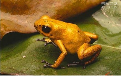 黄金箭毒蛙