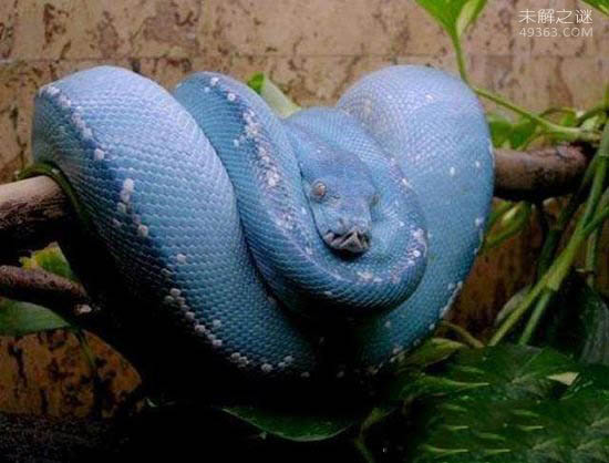 蓝蛇有毒吗