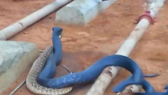 蓝蛇的传说，头部有剧毒 尾部能解毒
