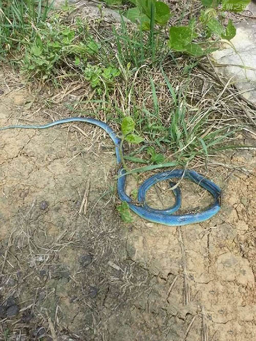 蓝蛇的传说，头部有剧毒 尾部能解毒