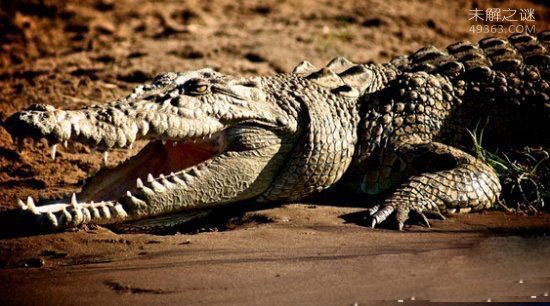 世界上最凶猛的食人猛兽-尼罗鳄