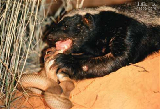 为什么蜜獾被叫做平头哥?平头哥十大战役
