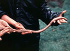 中国最大的巨型蚯蚓长约0.8米，蚯蚓能活20