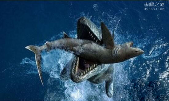 目击者看到巨齿鲨咬断鲸鱼