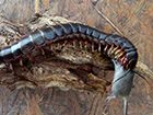 加拉帕戈斯巨人蜈蚣,数量稀少 体长0.6米成