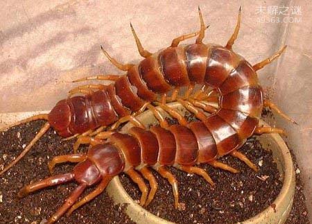 3.亚马逊巨人蜈蚣（Scolopendra gigantea robusta）