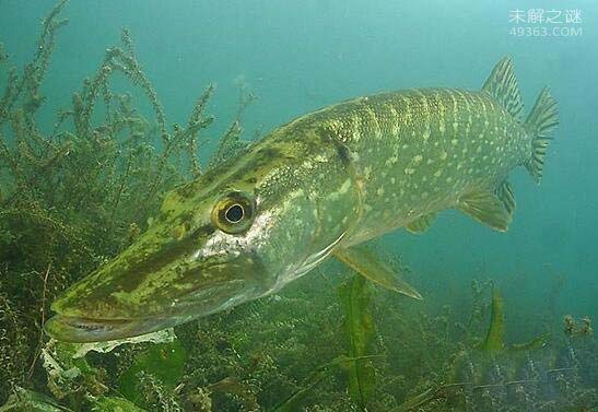 世界上寿命最长的鱼