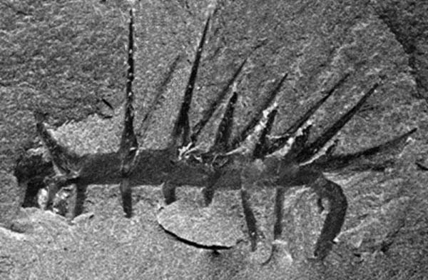 怪诞虫,大约5.3亿年前的海洋之中最奇怪的物种