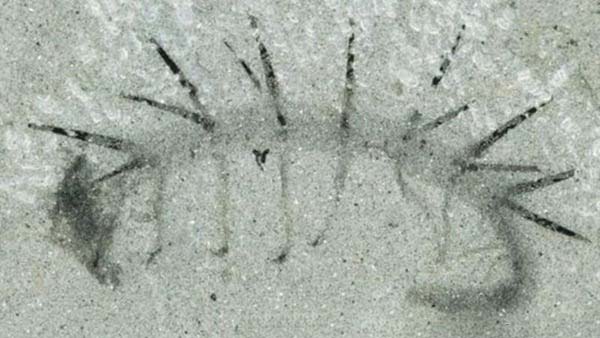 怪诞虫,大约5.3亿年前的海洋之中最奇怪的物种