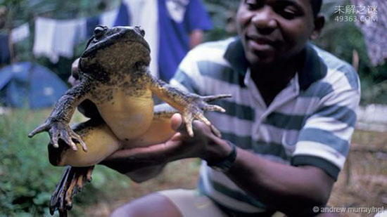 非洲巨蛙竟如人一般高，现在快要灭绝了吗?