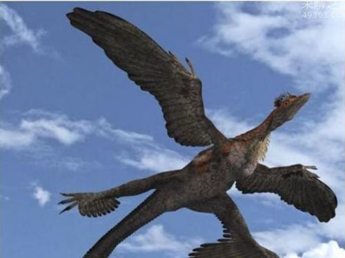 世界稀有动物四翼鸟,没有灭绝生活在非洲