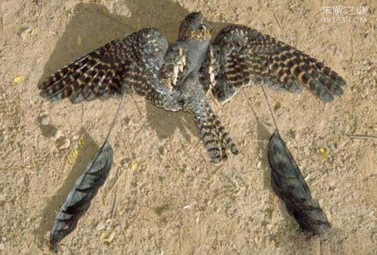 世界稀有动物四翼鸟,没有灭绝生活在非洲