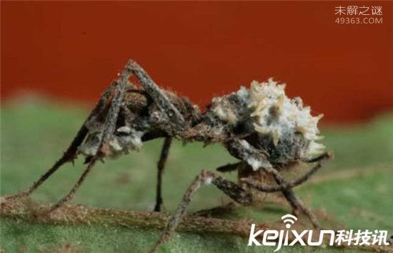 动物世界僵尸生物全球搜罗,僵尸蚂蚁可寄生吞噬人脑