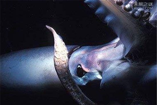 沼泽章鱼，一亿年后才会出现的章鱼物种(没水能生存4天)