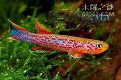 十种极为特殊的鱼类Top2:红树鳉鱼