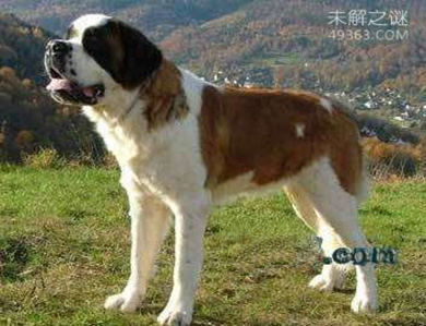 世界上最聪明的十种狗Top6:圣伯纳德犬