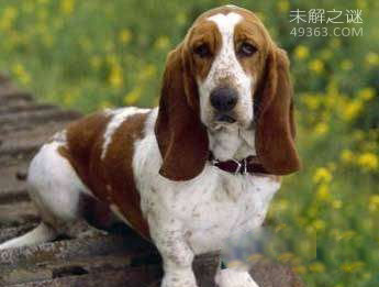 世界上最聪明的十种狗Top1:美国猎狐犬