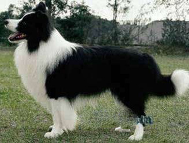 世界上最聪明的十种狗Top2:边境牧羊犬