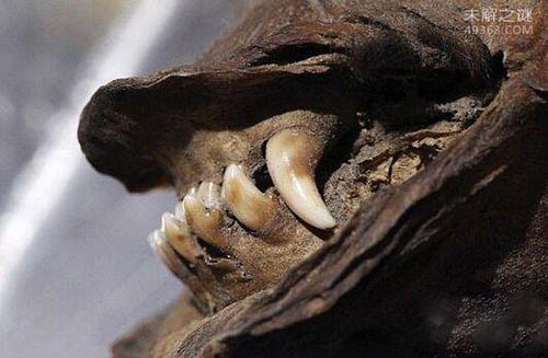 发现12400年前的木乃伊狗，克隆专家要将它“复活”