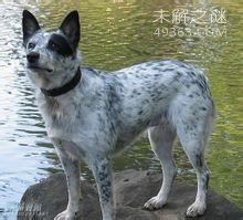 澳洲牧牛犬