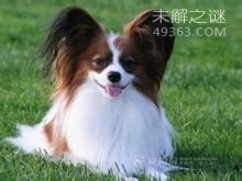 蝴蝶犬