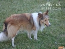 喜乐蒂犬(谢德兰牧羊犬) 