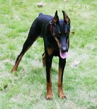 杜宾犬