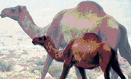 古巨龟可重达两吨:十种动物的巨型祖先