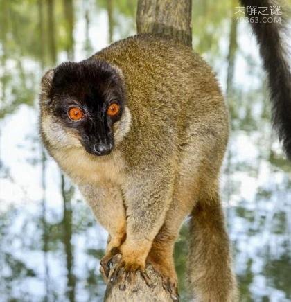 金冠原狐猴（极度濒危灭绝）最奇特的十种狐猴