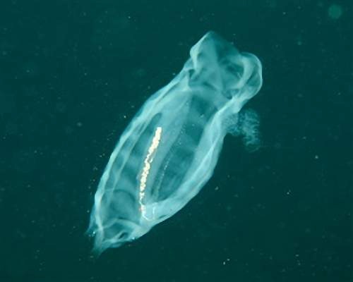 樽海鞘 传说中的深海异形