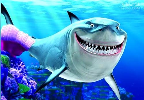 巨齿鲨牙齿被发现 或许尚未灭绝
