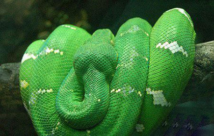 香蛇算什么？ 盘点世界上10大惊艳的蛇