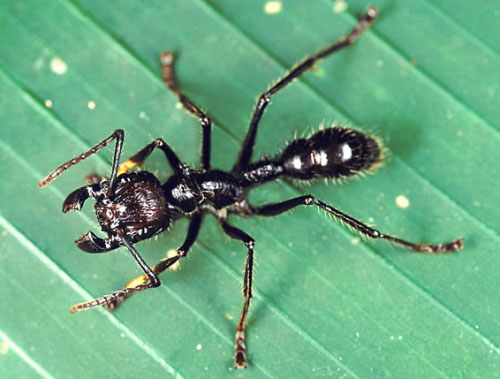 红火蚁，日本首次确认发现（剧毒）