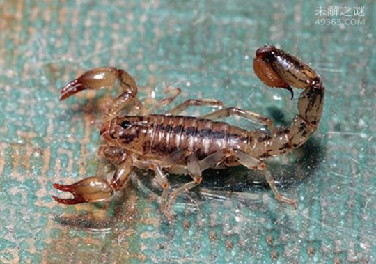红火蚁，日本首次确认发现（剧毒）