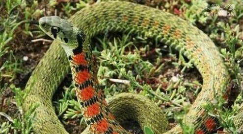 鸡冠蛇的传说:不是一种蛇类，而是其他生物