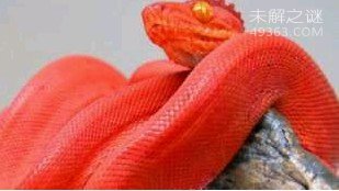 鸡冠蛇的传说:不是一种蛇类，而是其他生物