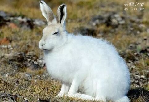 北极兔,极度耐寒的兔科动物(体重12斤)
