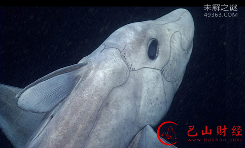 鬼鲨被称为海洋幽灵,竟能用储存体内射出精子数年？