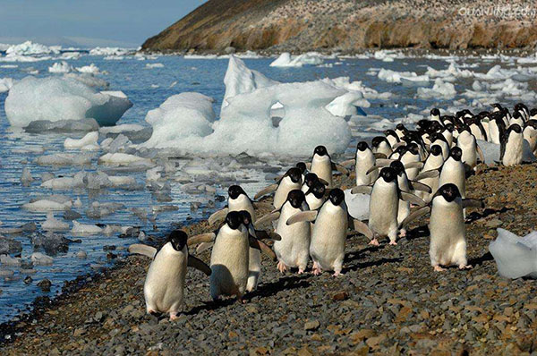 科学家在南极都做些啥？
