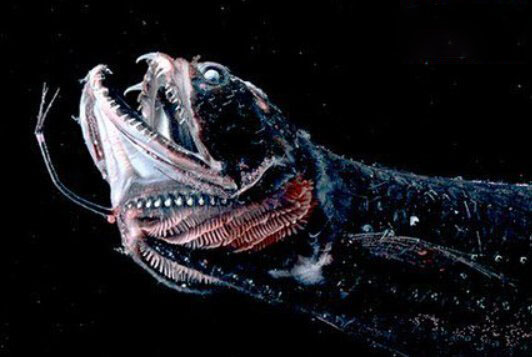 蛇头鱼可离水存活数天，盘点世界十大魔鬼鱼