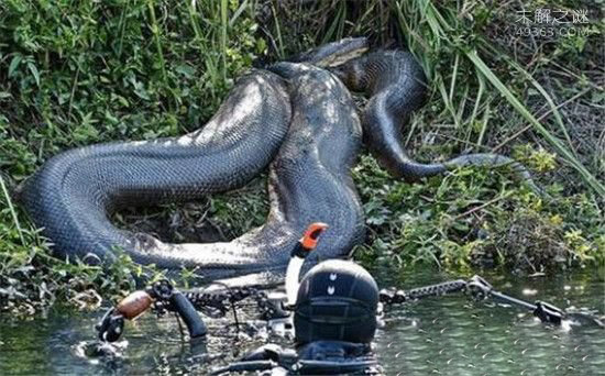 世界上最大的蛇四川55米大蛇