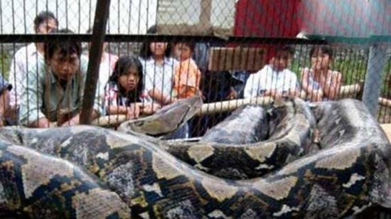 世界上最大的蛇97米