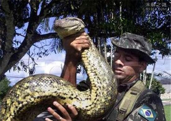 世界上最大的蛇四川55米大蛇