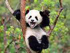 始熊猫, 以食肉为主的最早的熊猫