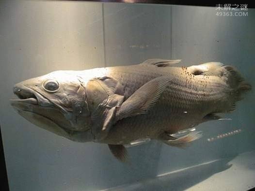 矛尾鱼，捕捞到世界上最珍稀的鱼（震动动物学界）