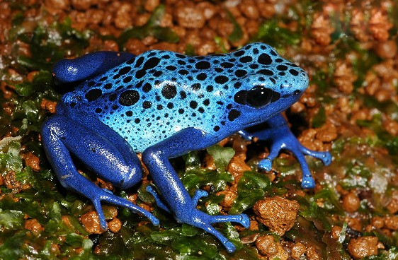 钴蓝箭毒蛙,身上的颜色也是五彩斑斓(一碰即死)
