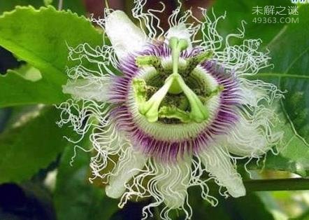 日轮花