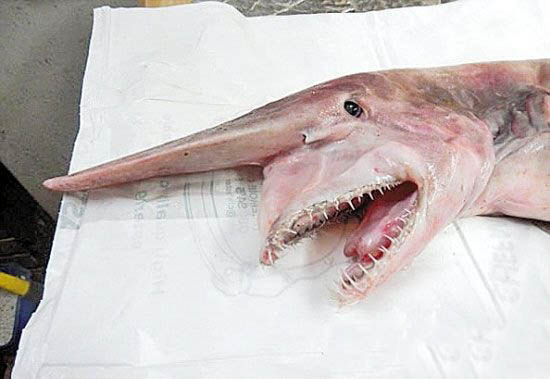 剑吻鲨自爆原因是什么?长长的鼻子有什么作用?